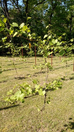 Adopt deals a vine