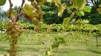 Yoga in the Vines in July